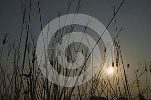 Dried grass flowers in evening sunlight