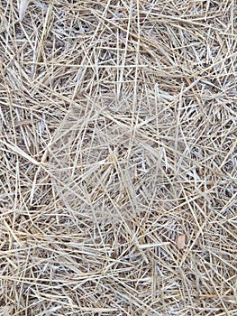 Dried grass of forest summer