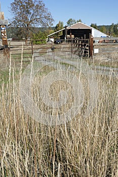 Dried grass frames an old barn