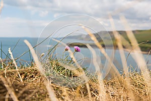 Dried Grass and Fresh Flowers on Kimmeridge Bay Cove and Jurassic Coast on a Sunny Day