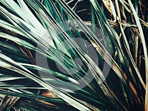 Dried grass leaves background or texture