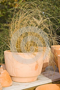 Dried grass in a pot