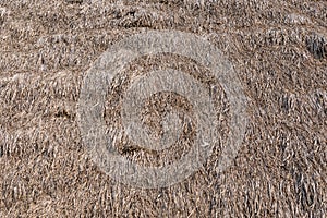 Dried grass roof