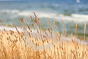 Dried grass at the seaside