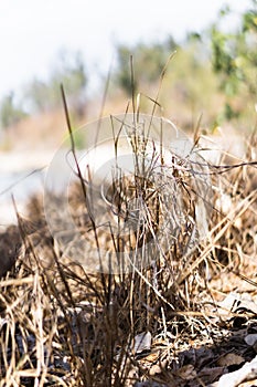 Dried grass on a sunny beach