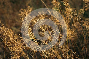 Dried grass in warm morning light. Golden coloured grass. Autumn landscape. Beauty in nature. Meadow beige background.