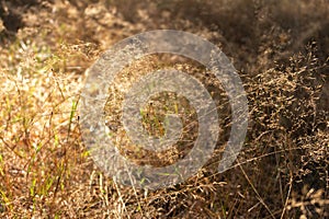 Dried grass in warm morning light. Golden coloured grass. Autumn landscape. Beauty in nature. Meadow beige background.