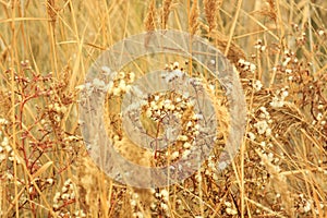 Dried grass with white fluffy flowers. Straw, hay on a foggy day light background with copy space