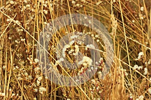 Dried grass with white fluffy flowers. Straw, hay on a foggy day light background with copy space