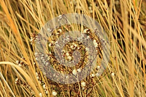 Dried grass with white fluffy flowers. Straw, hay on a foggy day light background with copy space