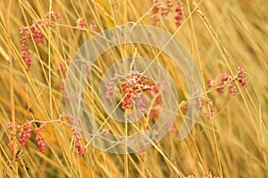 Dried grass with white fluffy flowers. Straw, hay on a foggy day light background with copy space