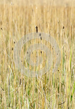 Dried Grasses, Reeds, and Rushes in a Marshy Meadow