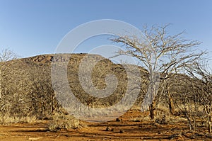 Dried Grasses and Scrub dotted with Thorn Trees beside a hidden Trail in a Game Reserve