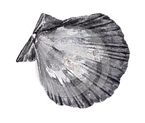 dried gray shell of escallop cutout on white
