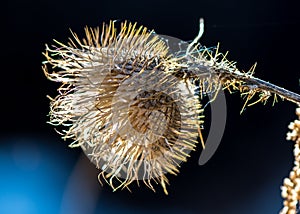 The dried great burdock achene photo