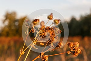 Dried greater burdock