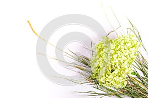 Dried green flowers with herbs isolated on white background
