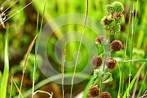 Dried and green grass flower exposed to sunlight in the morning.Natural green plant landscape using as a background or wallpapers.