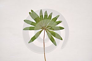 Dried green leaf