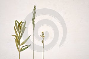 Dried green plant