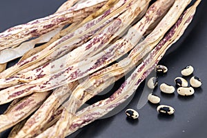 Dried Green-purple or Tiger pattern Yard Long Bean with seed ready for cropping