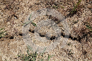 Dried grey cracked earth background during drought with splits in soil