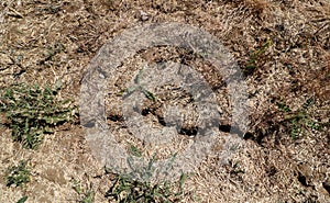 Dried grey cracked earth background during drought with splits in soil