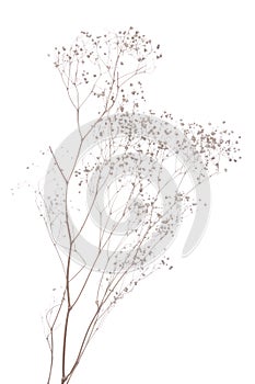 Dried gypsophila photo