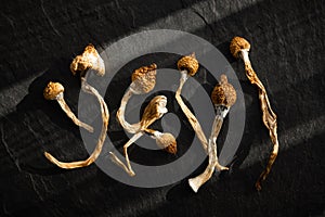 Dried hallucinogenic magic mushrooms photo