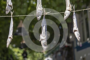 Dried hanging fish at norway streets