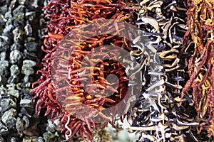 Dried hanging pepper eggplant