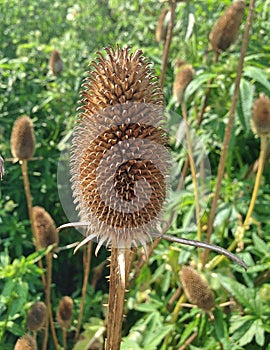 The dried head of a Dipsacus Sativus flower