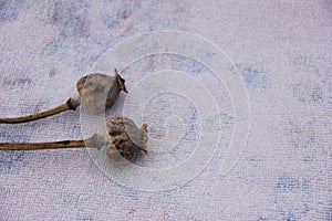 Dried heads with seeds  on white background - poppy stems