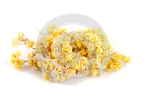 Dried Helichrysum or immortelle flowers on white background