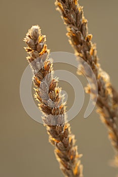 Dried Hoary Vervain Wildflower