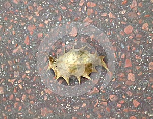 Dried holly leaf on an asphalt road