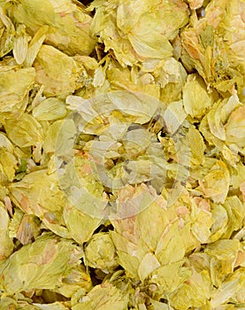 dried Hops