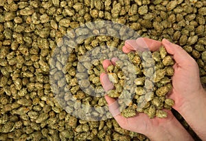 Dried hops