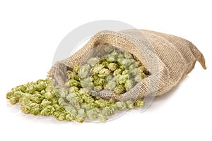 Dried hops