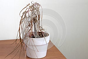 The dried house plant dracaena