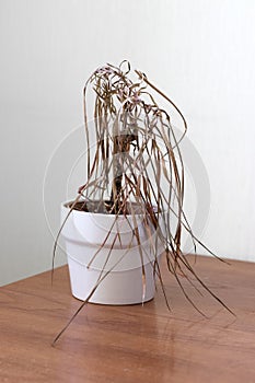 The dried house plant