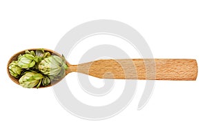 Dried Humulus in a wooden spoon on a white background. Phytotherapy and disease prevention. Herbal collection for medicinal