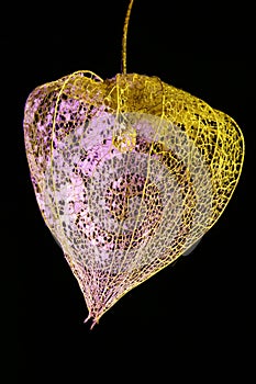 Dried husk of fruit