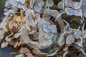Dried hydrangea flower head covered with morning frost. Frost on branches and flowers. Winter in the garden