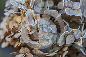 Dried hydrangea flower head covered with morning frost. Frost on branches and flowers. Winter in the garden