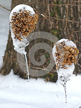 Dried Hydrangea Flowers with Snow and Icicles in Nature