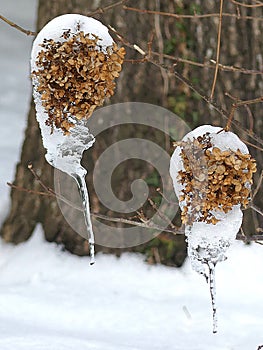 Dried Hydrangea Flowers with Snow and Icicles in Nature photo