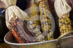 Dried Indian Corn