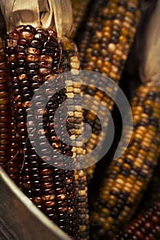 Dried Indian Corn