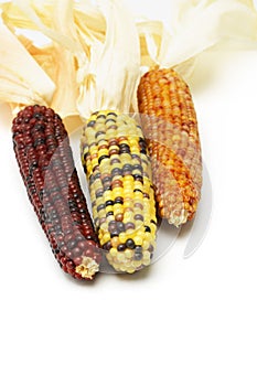 Dried Indian corns photo
